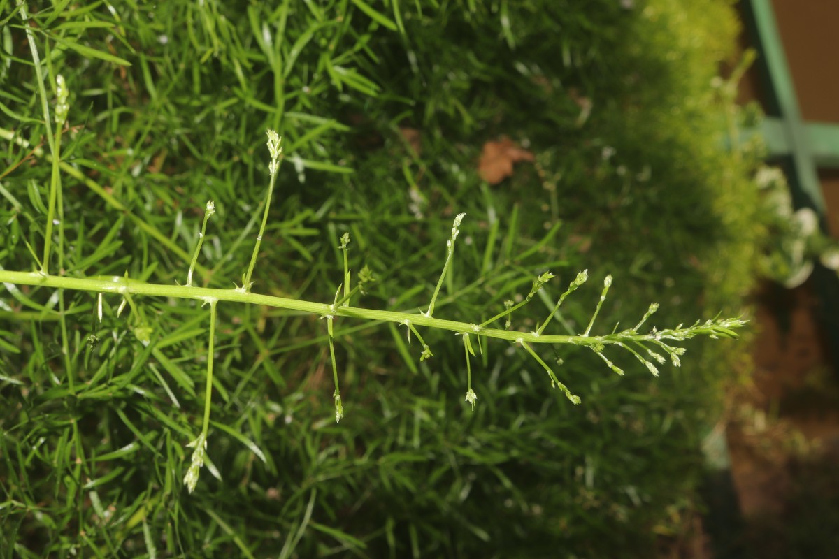 Asparagus gonoclados Baker